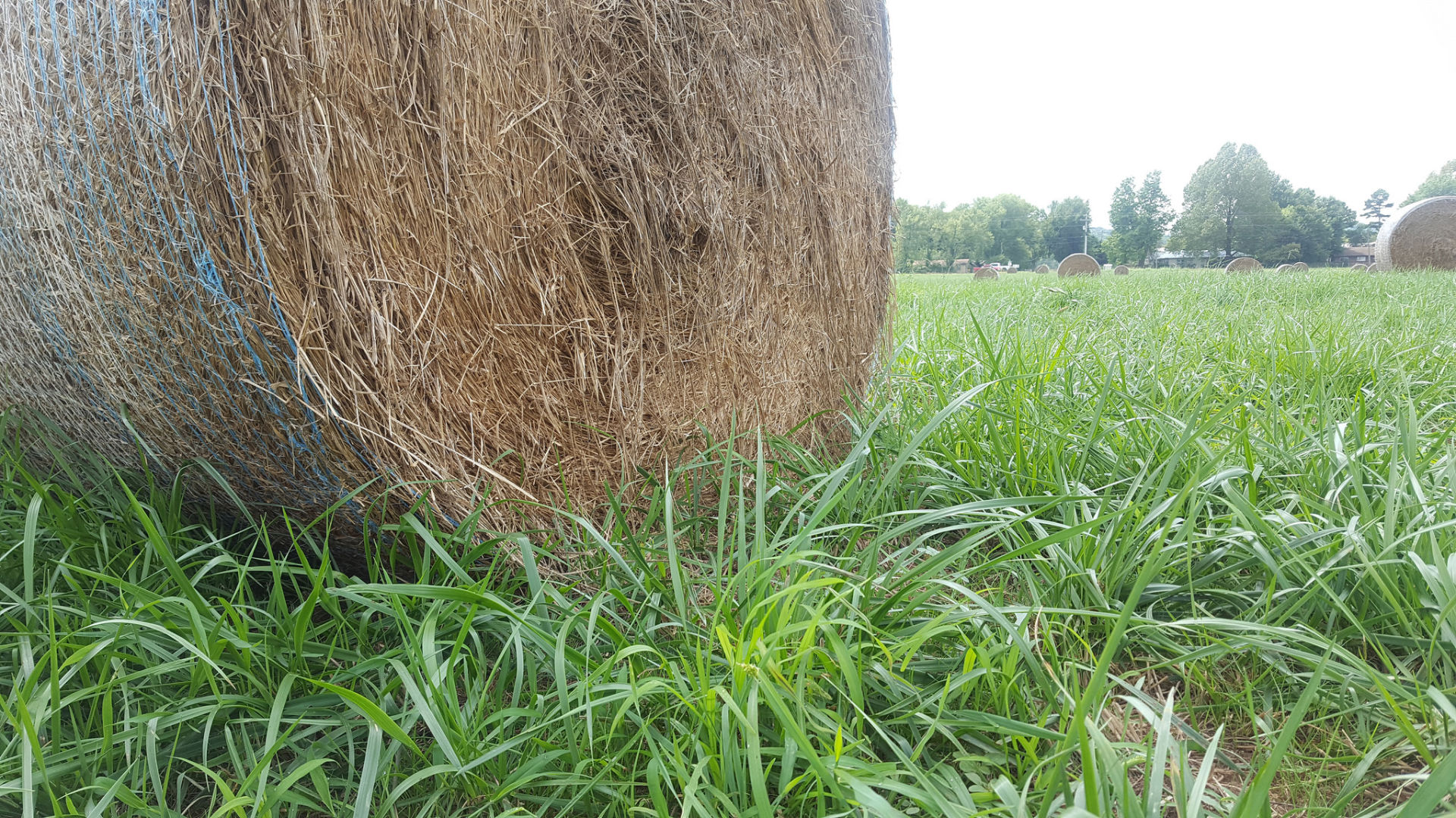 Bales should be removed from the field to avoid damage to existing forage and the hay itself. (U of A System Division of Agriculture courtesy photo by Dirk Philipp)