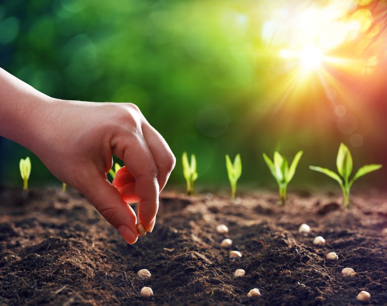 Hands Planting The Seedlings Into The Ground (Photo: iStock - RomoloTavani)
