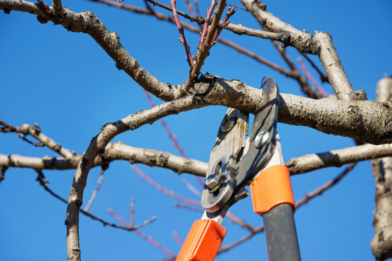 Gardener pruning fruit tree brunches with pruning shears (Photo: iStock - ueuaphoto)