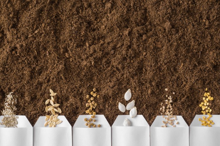 White packs of salad, cucumber, beet, pumpkin, tomato, paprika seeds on fresh dark soil background. Planting vegetables. Preparation for garden season in early spring. (Photo: iStock - FotoDuets)