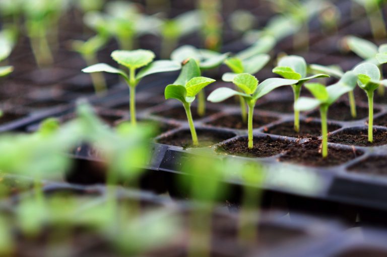 Melon in nursery tray, young melon plant growing in greenhouse. (Photo: iStock - Sundaemorning)