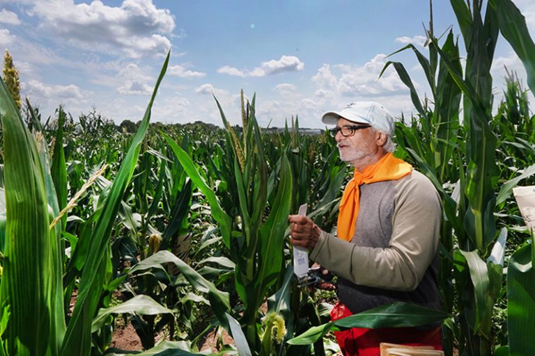 Guri Johal, professor of botany and plant pathology in Purdue University’s College of Agriculture, examines a short-stature corn inbred called D16. The Purdue Innovates Office of Technology Commercialization has issued a worldwide, exclusive license for D16 to Romney, Indiana-based Ag Alumni Seed. (Purdue Agricultural Communications photo/Tom Campbell)