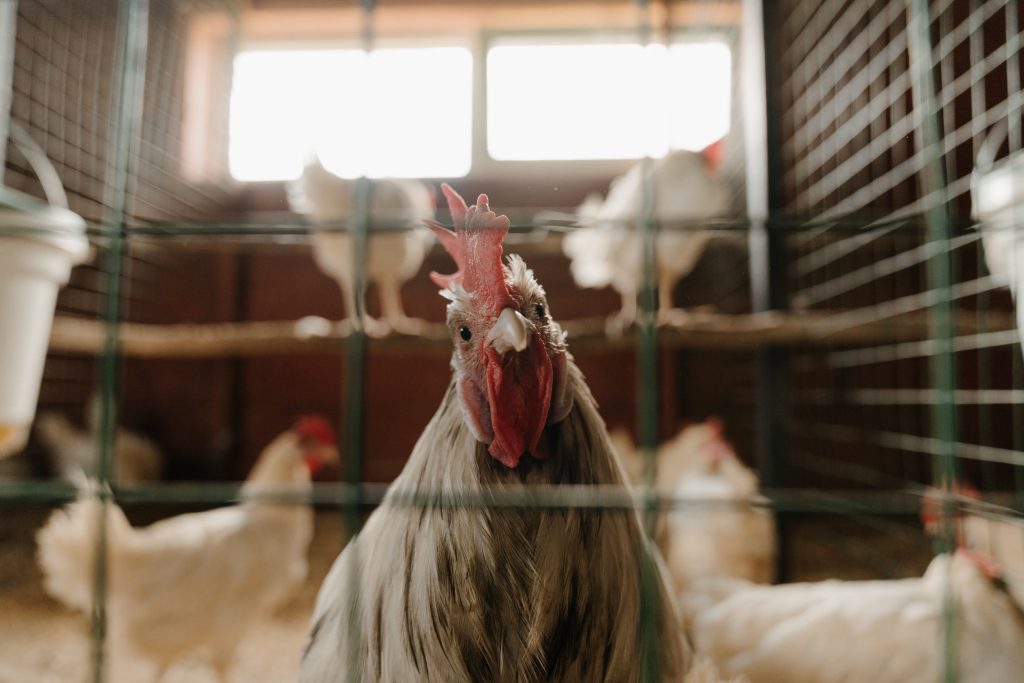 What to know before starting a chicken flock