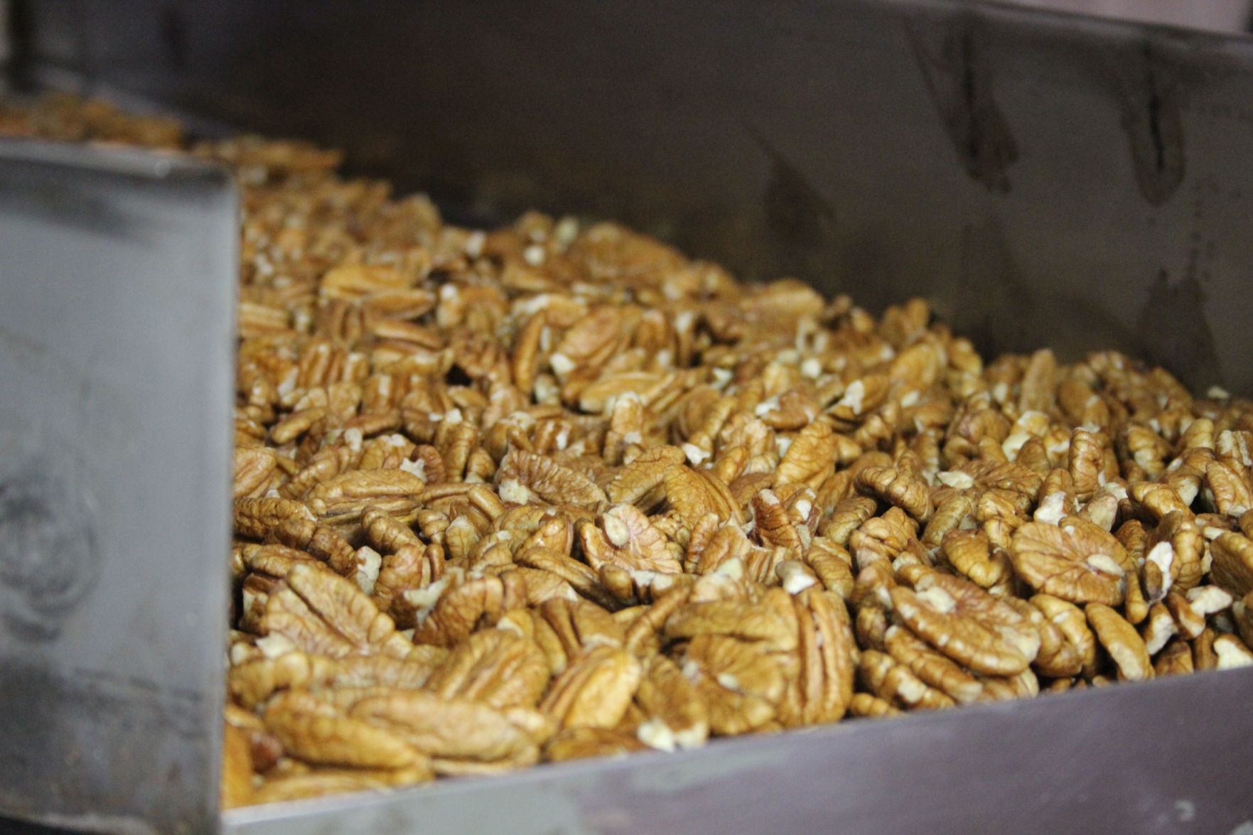On average, the harvested pecan meat from papershell pecans runs from 50 to 62 percent. A native pecan runs anywhere from 30 to 42 percent. (Journal photo by Lacey Newlin.)