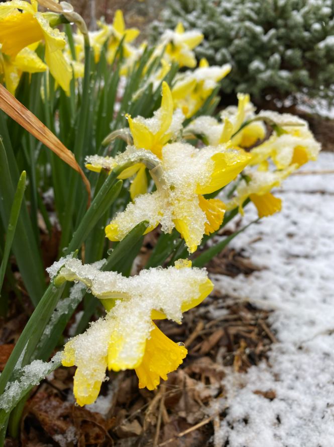 Snow on daffodils (Photo courtesy of Iowa State University Extension and Outreach) 