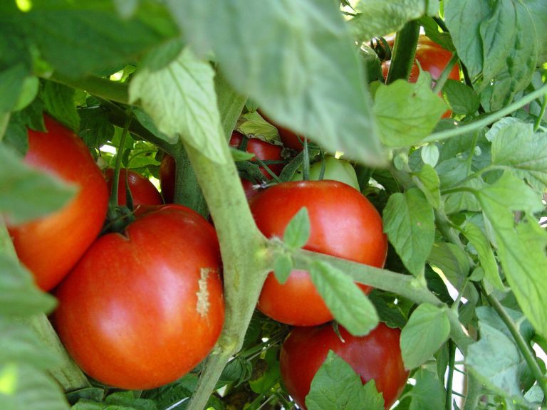 Tomatoes (Photo courtesy of ARS News Service.)