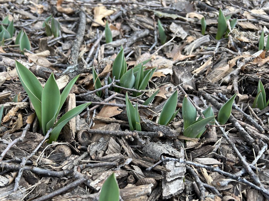 Tulips emerging at the end of February (Photo courtesy of Iowa State University Extension and Outreach)