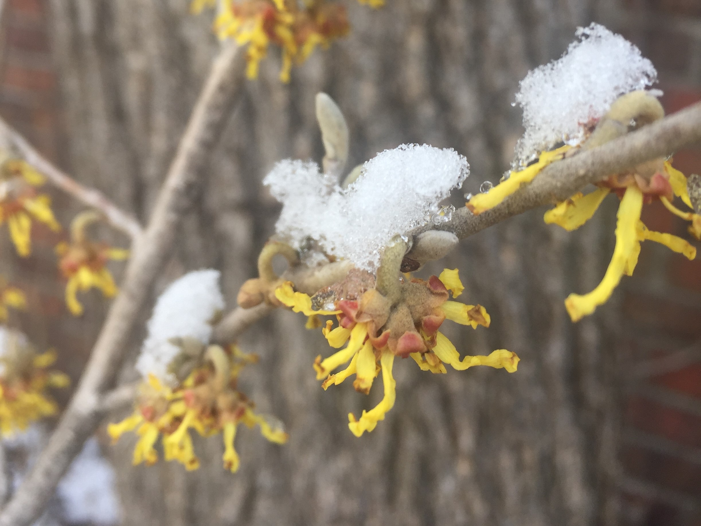 Witch hazel in bloom with snow landscape (Photo courtesy of Iowa State University Extension and Outreach)