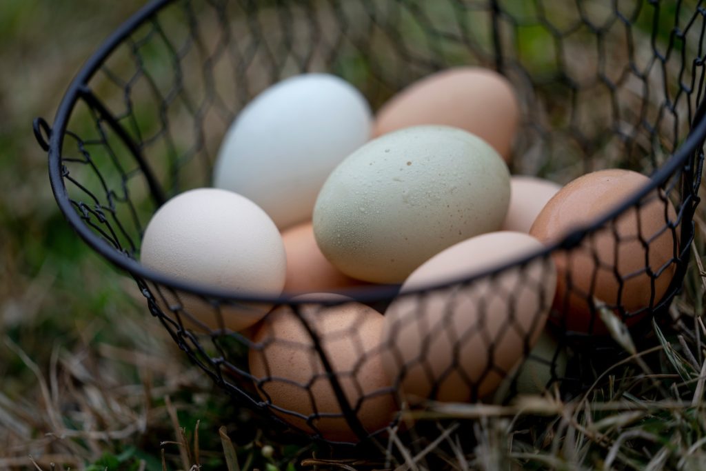 Naturally colored eggs are the result of hybrid crosses of birds. (Laura McKenzie/Texas A&M AgriLife)