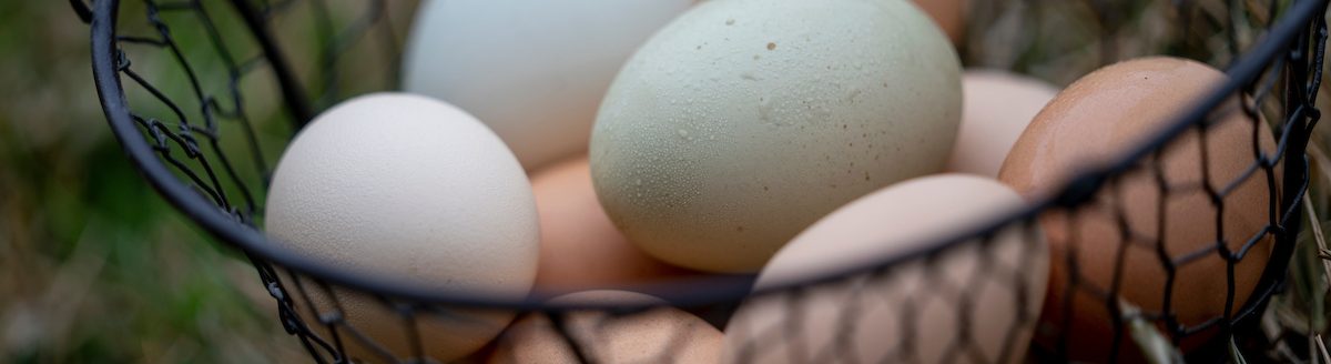 Naturally colored eggs are the result of hybrid crosses of birds. (Laura McKenzie/Texas A&M AgriLife)