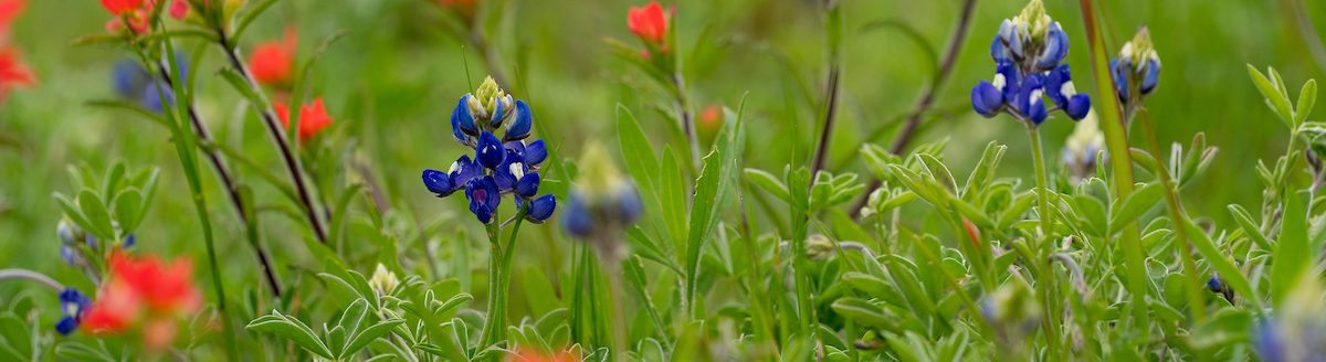 If conditions have been dry, wildflowers will need a drink. (Laura McKenzie/Texas A&M AgriLife)