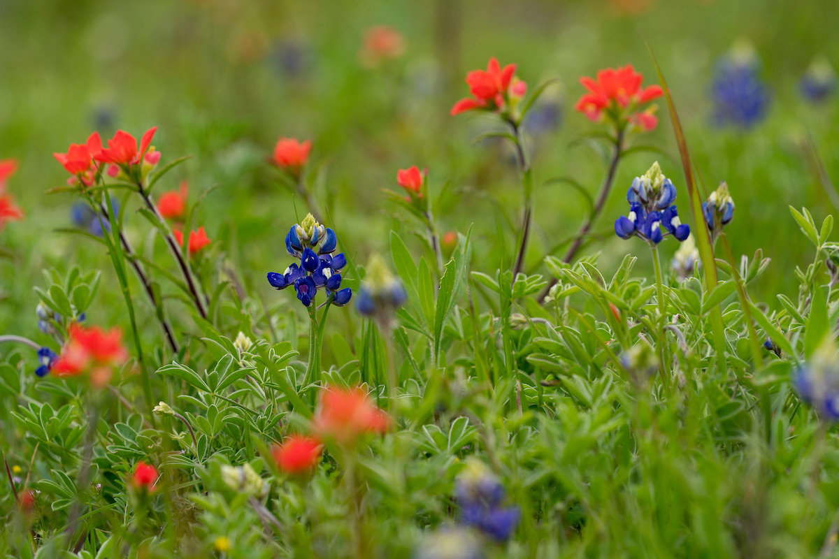 If conditions have been dry, wildflowers will need a drink. (Laura McKenzie/Texas A&M AgriLife)