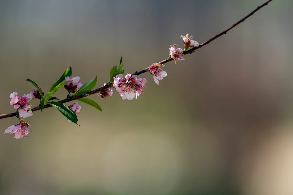 It feels and looks like spring has arrived for much of the state. Gardeners may want to postpone pruning some plants that are already blooming. (Laura McKenzie/Texas A&M AgriLife)