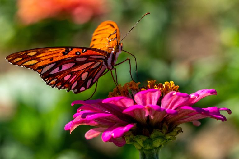 Zinnias (Michael Miller/Texas A&M AgriLife)