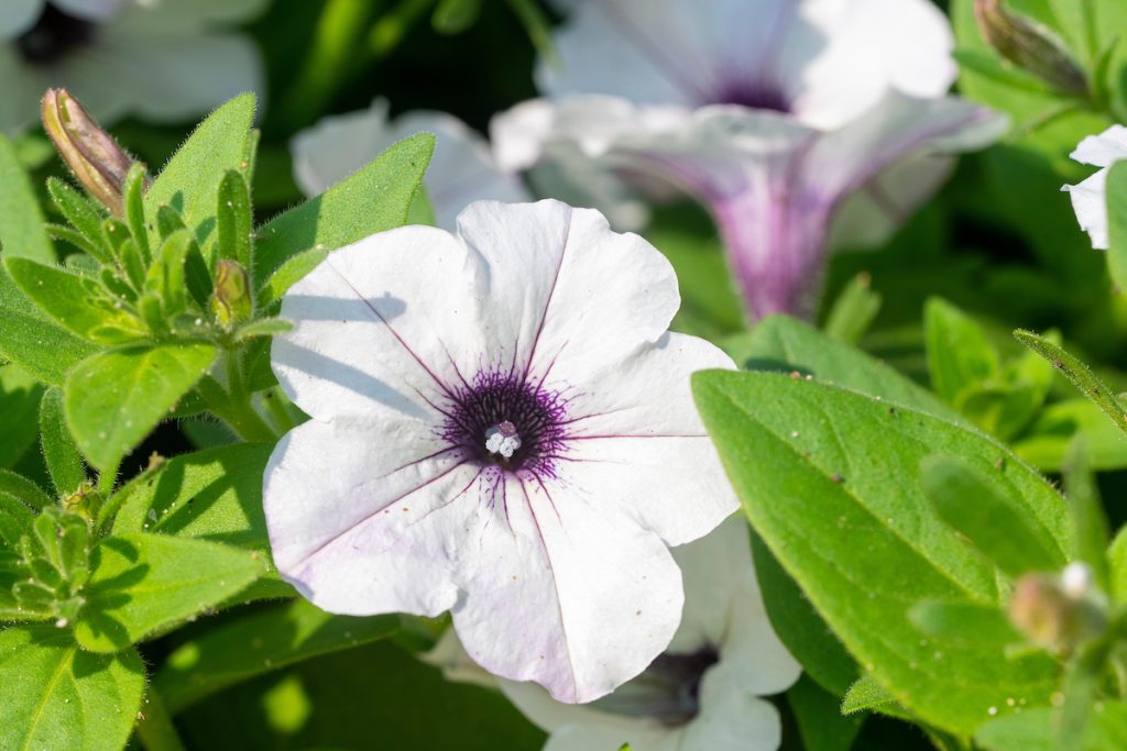 Petunias are a nice option to add color and interest to a spring hanging basket. (Michael Miller/Texas A&M AgriLife)