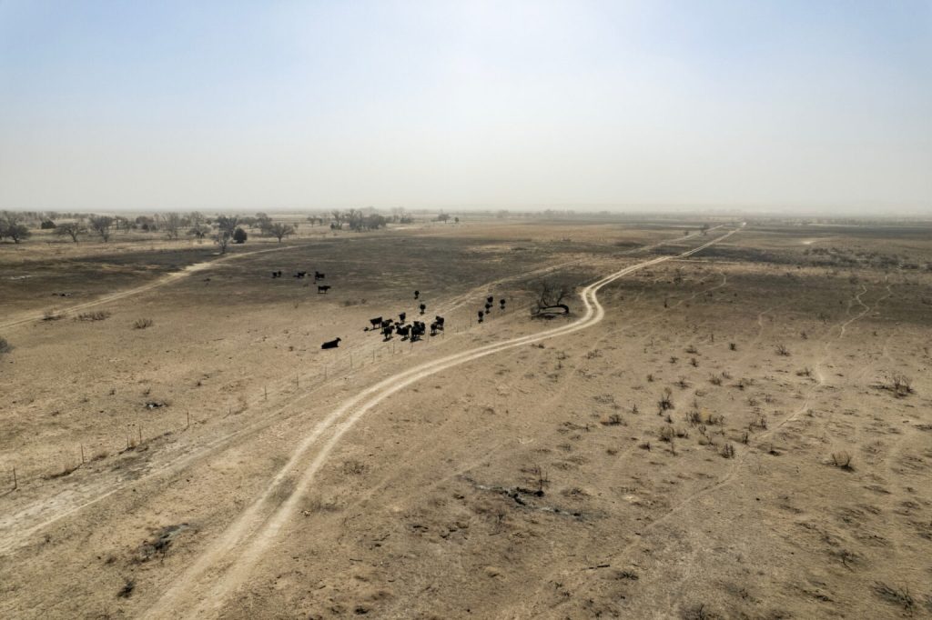 Pastures were left bare after wildfire swept across them, but with time and rain, the grasslands will come back stronger and healthier. (Sam Craft/Texas A&M AgriLife)