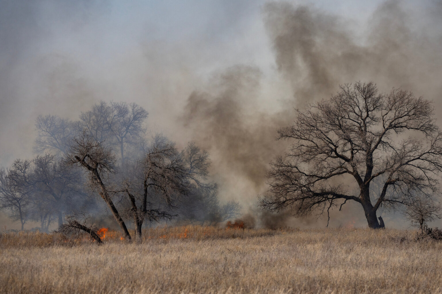 Black smoke and flames engulfed more than a million acres of grassland across the Texas Panhandle, but with the help of rain and enough recovery time, the grass can come back stronger. (Sam Craft/Texas A&M AgriLife.)