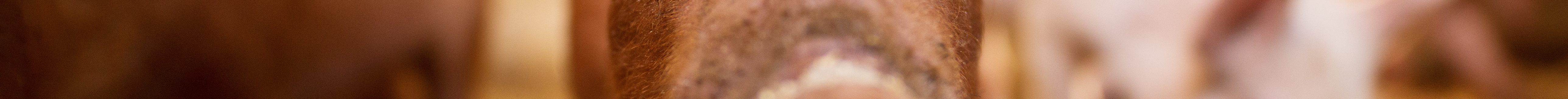 A small piglet in the farm. Swine in a stall. Shallow depth of field portrait of young pig in the farm.