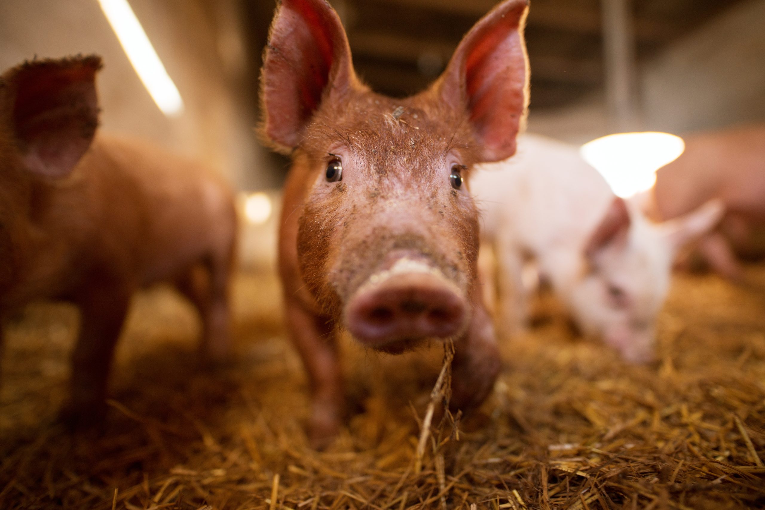 A small piglet in the farm. Swine in a stall. Shallow depth of field portrait of young pig in the farm.