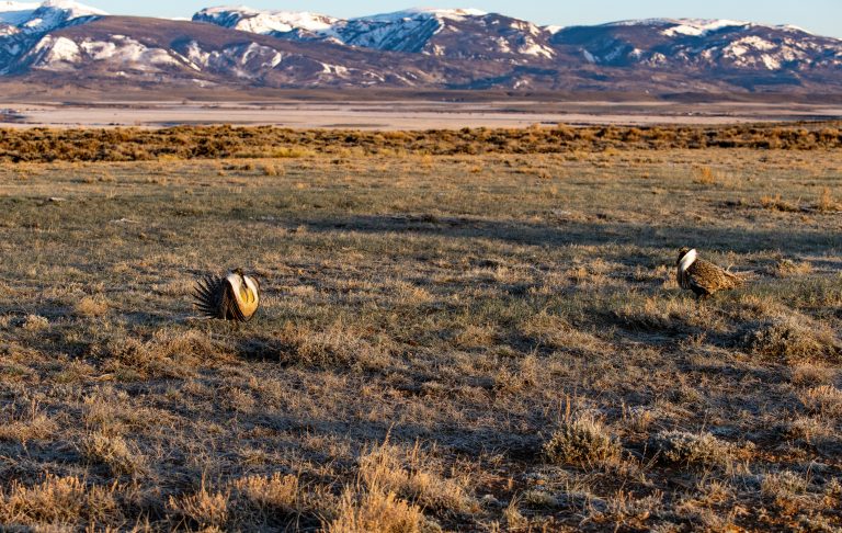 Male Greater Sage-Grouse in Courtship Display at Lek