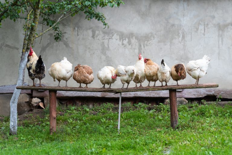 Rooster with chickens are standing on the old bench in the yard. Life in the village.