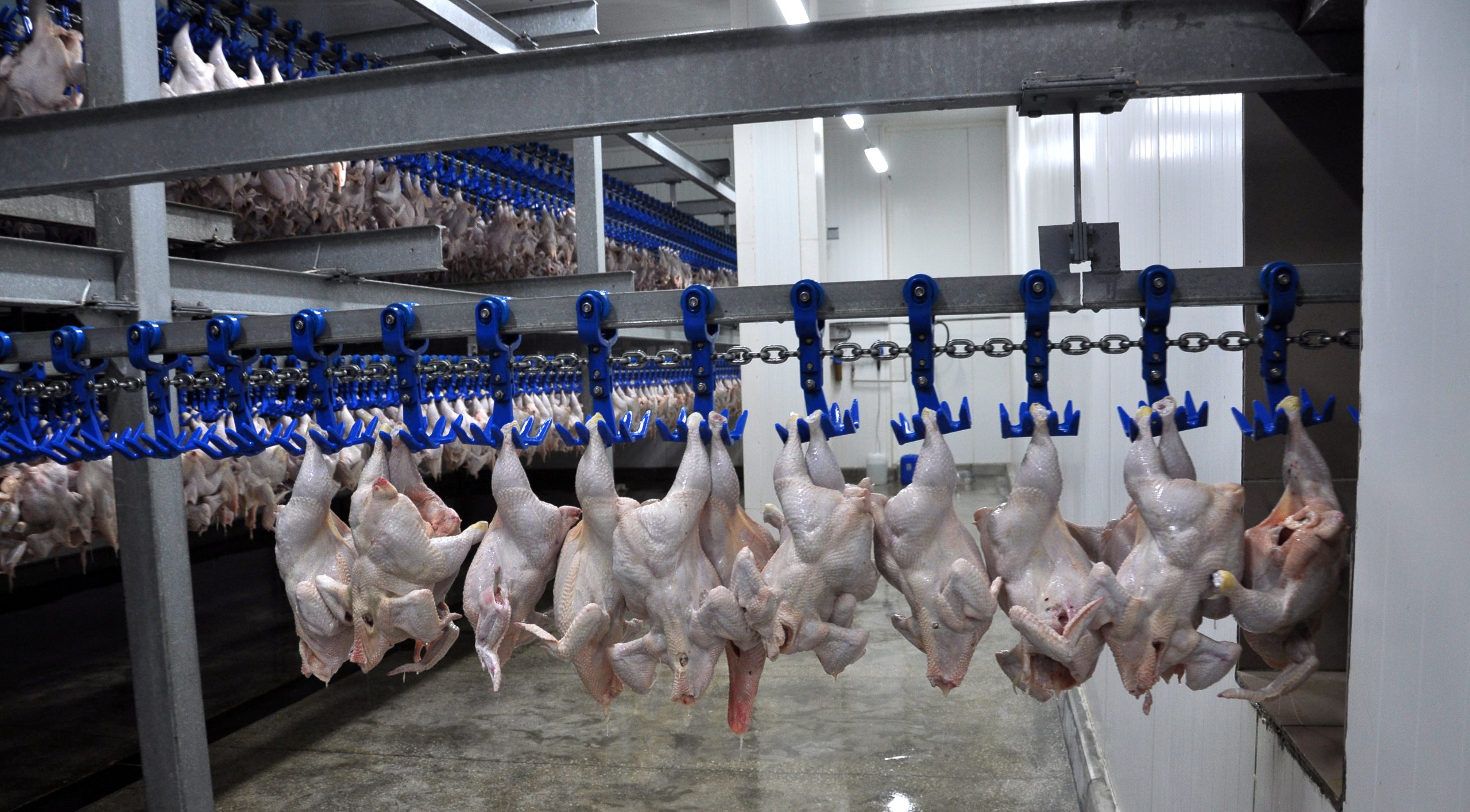 In the processing plant (cooling) of poultry carcasses in the meat processing plant birds
