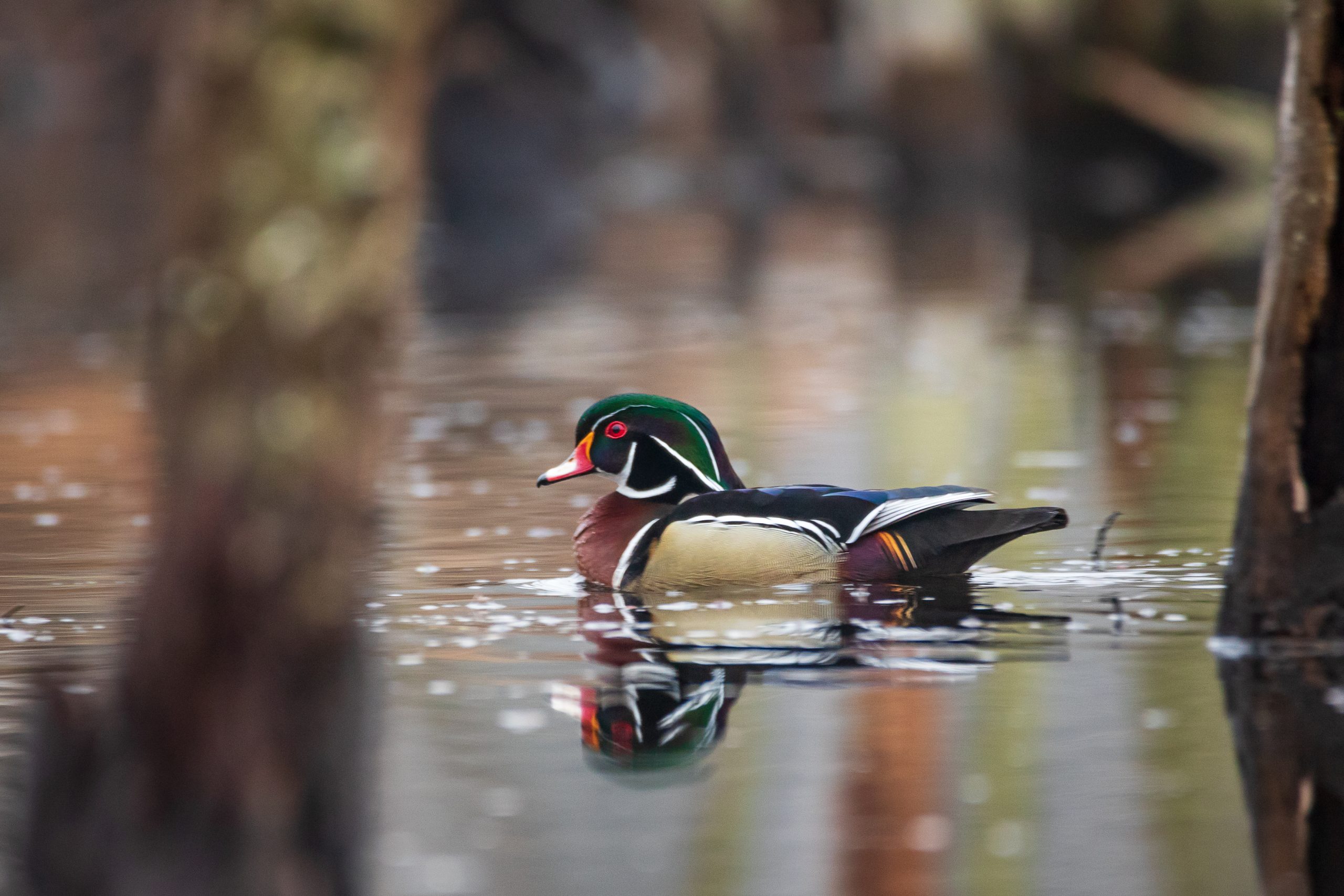 Relaxed drake wood duck in flooded timber. (Adobe Stock │ #282162171 - Don Mroczkowski)