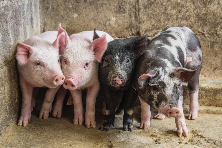 cerditos pigs