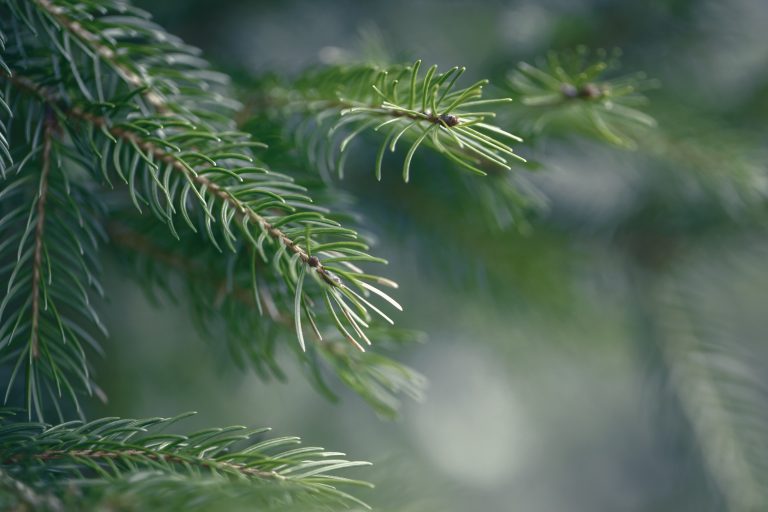 Beautiful natural spring tree background. Dark green pine tree branches with small buds of brown pine cones. Pale faded pastel tones. Seasonal forest nature backdrop wallpaper.