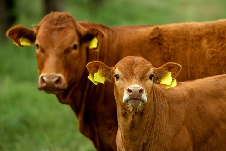 Hornless red cows in the pasture. (Adobe Stock │ #354270645 - Nataliya Schmidt)