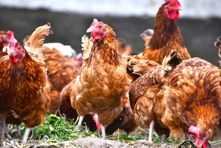 Chickens on traditional free range poultry farm.(Adobe Stock │ #372263083 - monticellllo)
