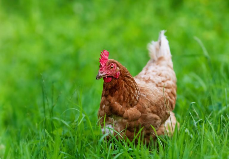 chicken in grass on a farm. Hen on a traditional free range poultry organic farm grazing on the grass with copy space or for banner.