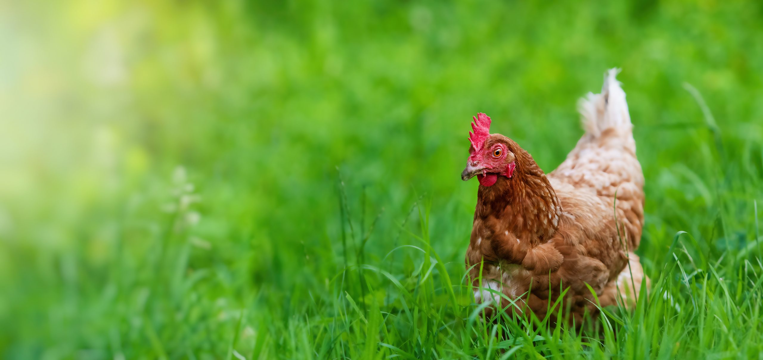 chicken in grass on a farm. Hen on a traditional free range poultry organic farm grazing on the grass with copy space or for banner.