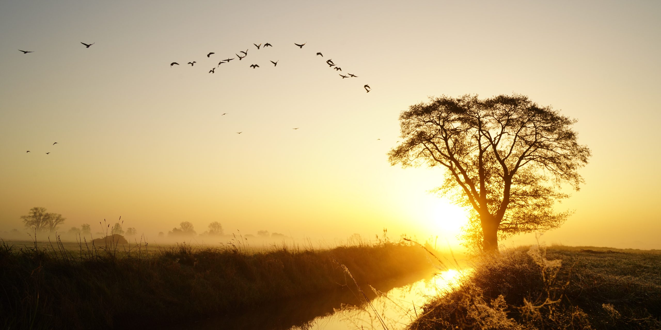 Sunrise with flock of birds