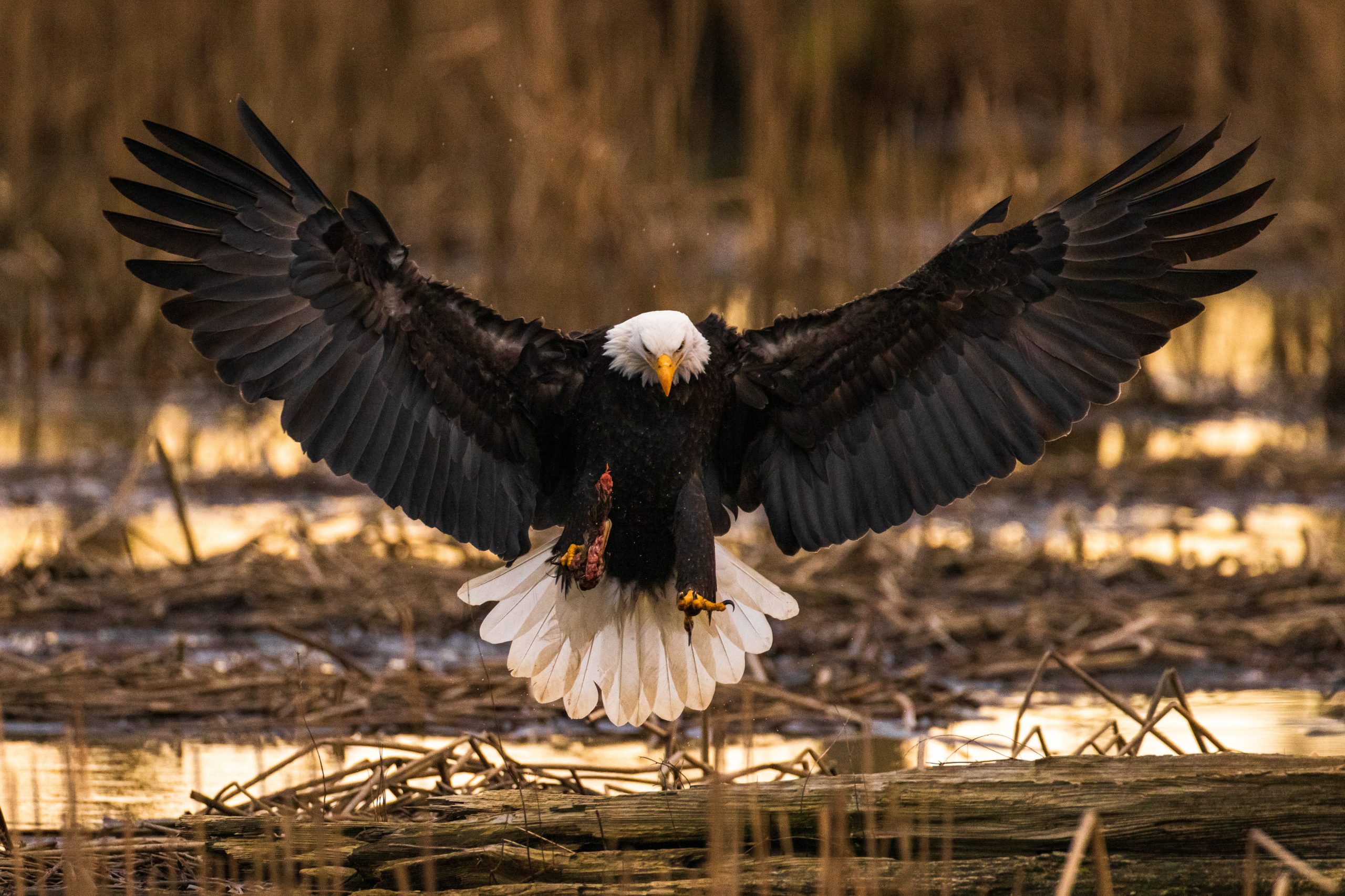 Eagle Landing on pond