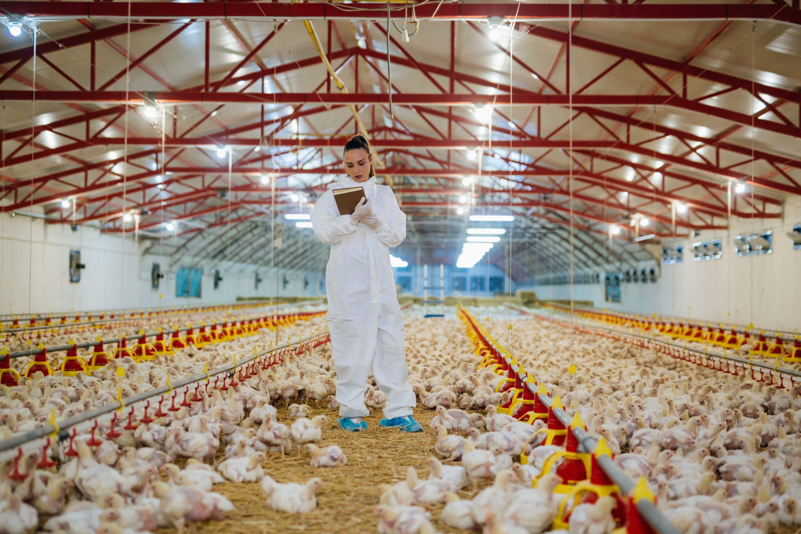 Poultry feed efficiency research has implications for human health