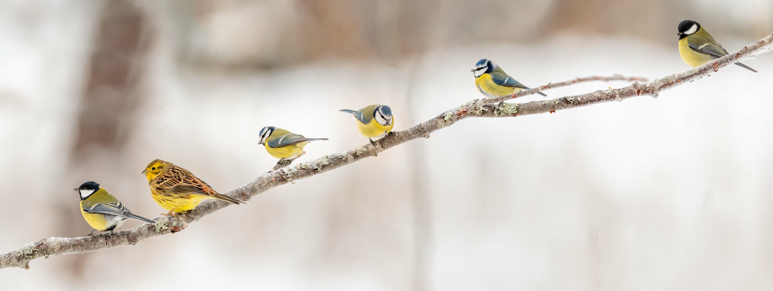 Birds need our help in winter
