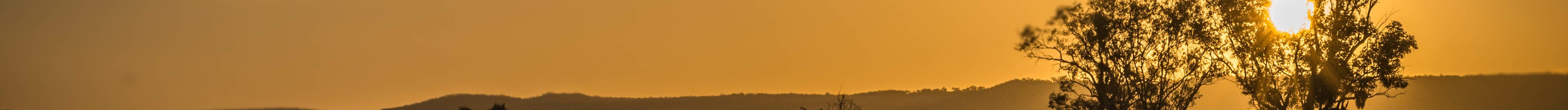 herd of cattle on sunset