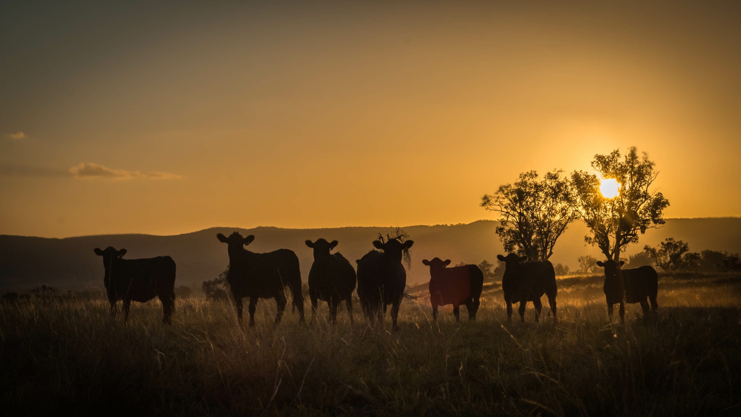 herd of cattle on sunset