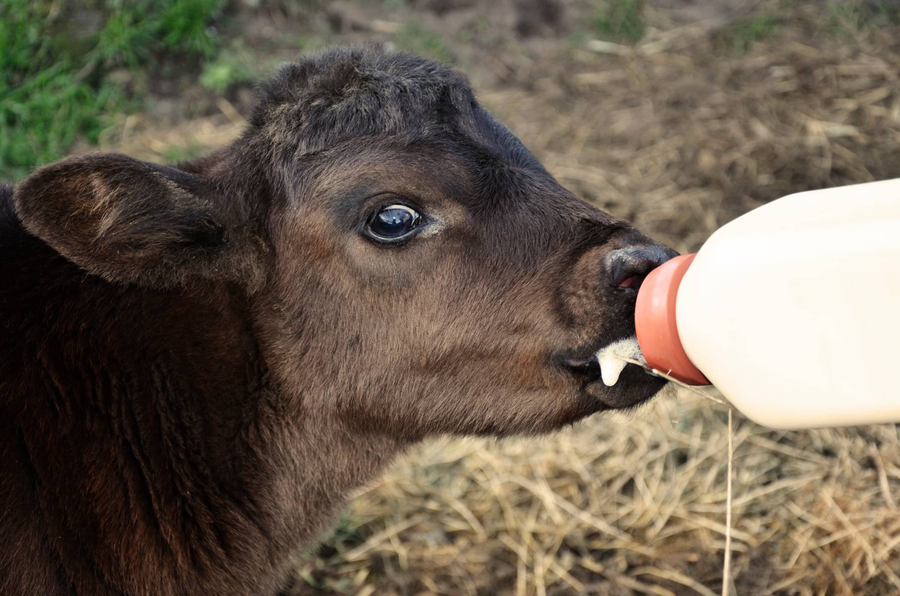 Bottle feeding a calf (Photo courtesy of Frank J. Buchman)