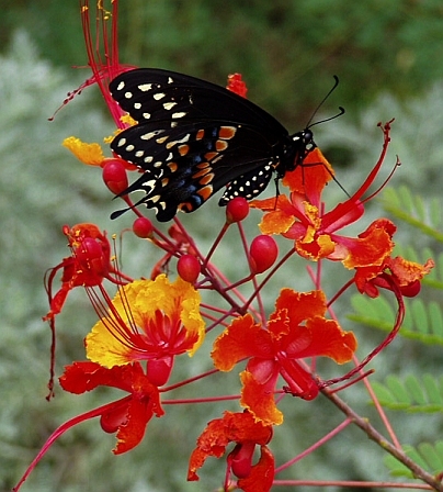 Pride of Barbados (David Rodriguez/Texas A&M AgriLife)