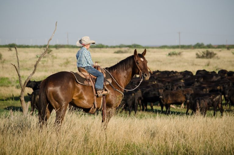 Texas Beef Council.