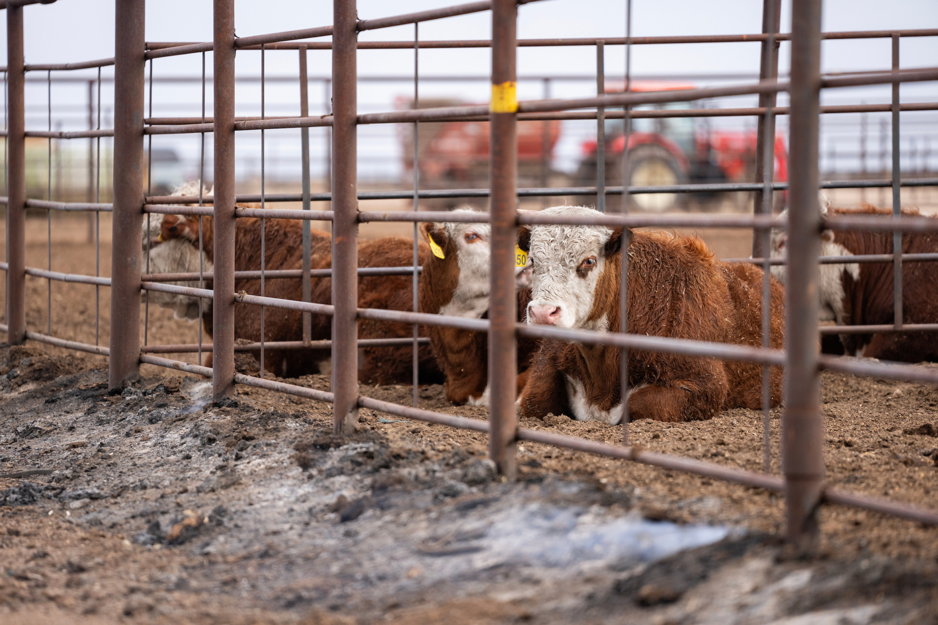 Cattle that have survived the recent wildfires in the Texas Panhandle are going to need immediate care. Owners should pay close attention to extremities, particularly hooves, udders, testicles, sheaths and soft tissues, such as eyes and muzzles. (Texas A&M AgriLife photo by Sam Craft).