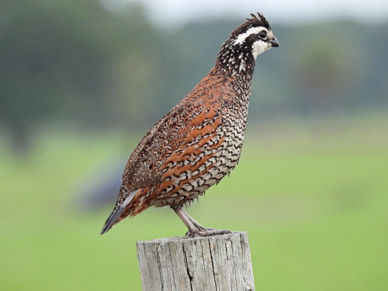 Northern Bobwhite - profile (Photo: iStock - passion4nature)