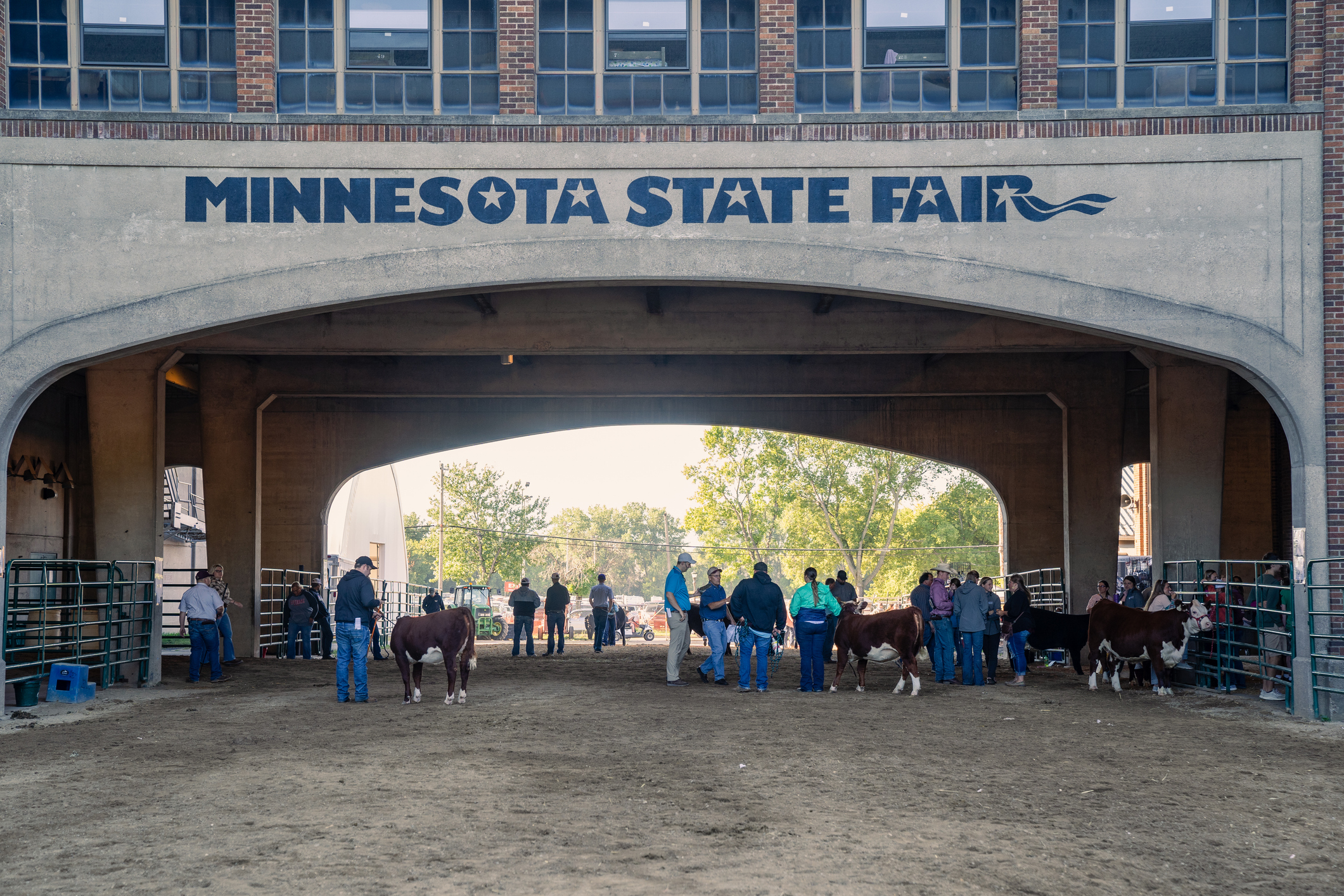Participants prepare to show cows and cattle in the arena at the Minnesota State Fair (Photo: iStock - Melissa Kopka)