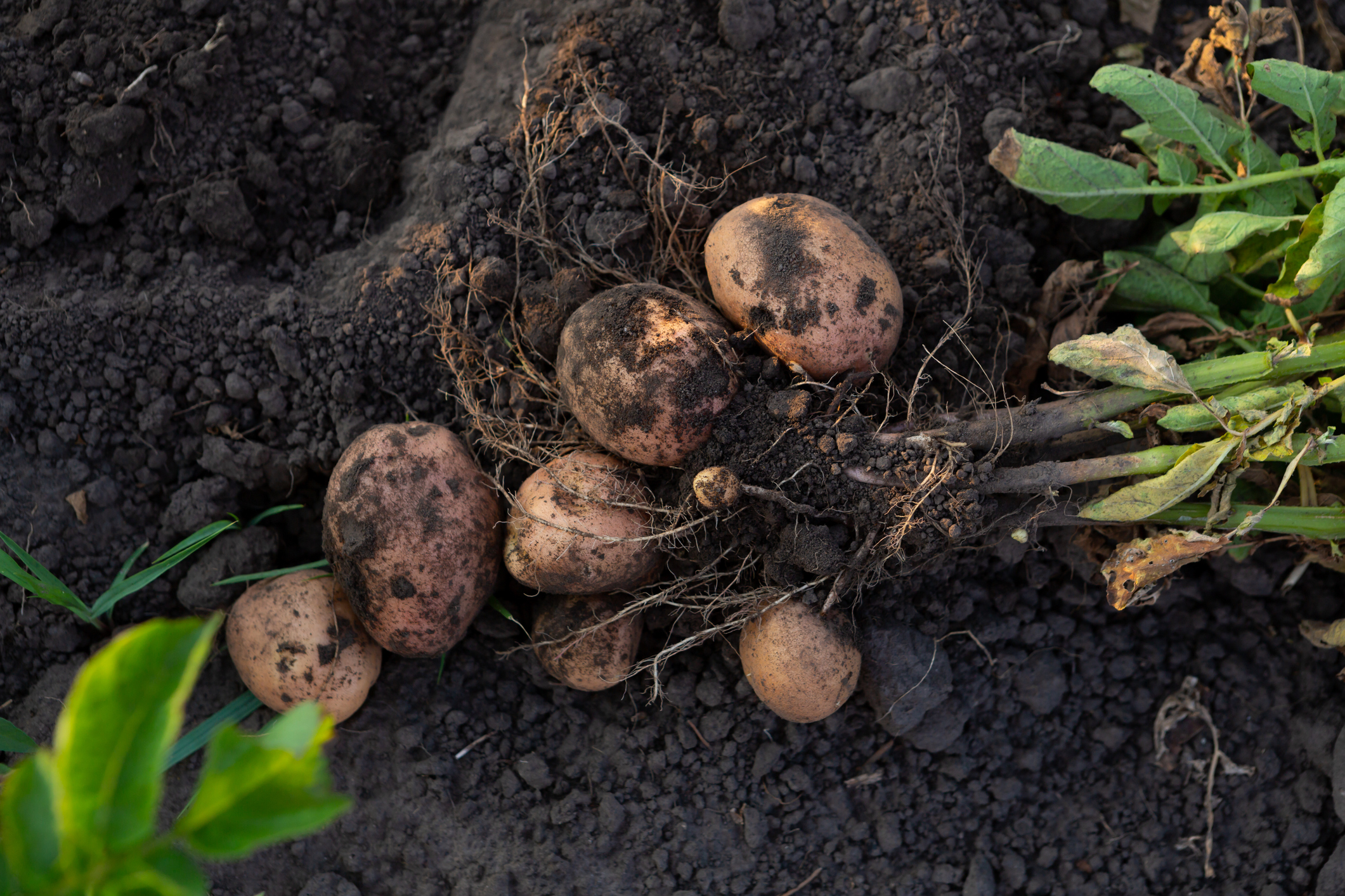 Young potatoes roots in vegetables garden harvesting top view (Photo: iStock - Olha_Afanasieva)