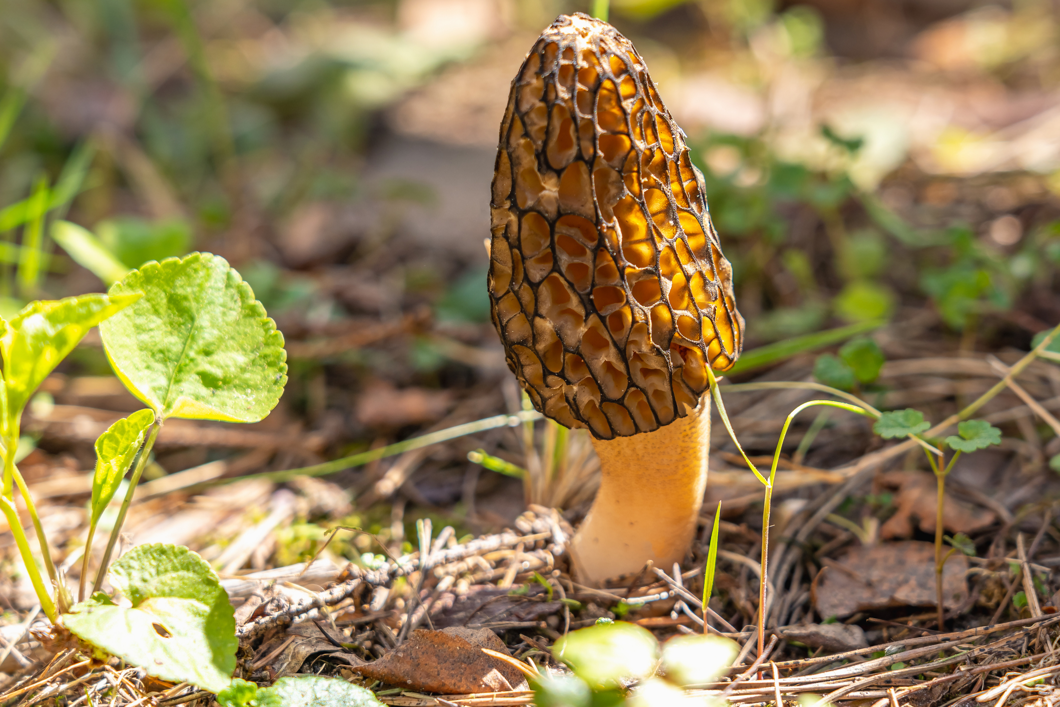 Morel Mushrooms found in wooded area. Morels are type of spring wild mushroom with meaty texture with nutty flavor. (Photo: iStock - Sergey-AND-Marina)