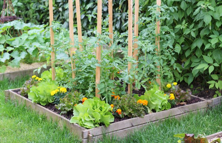 Salad plantation in a square garden at springtime, and some tomato plantation and flowers. (Photo: iStock - NCAImages)