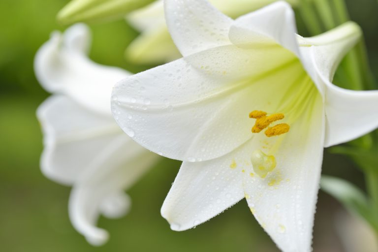 Easter Lily (iStock - #542552158 │ itasun)