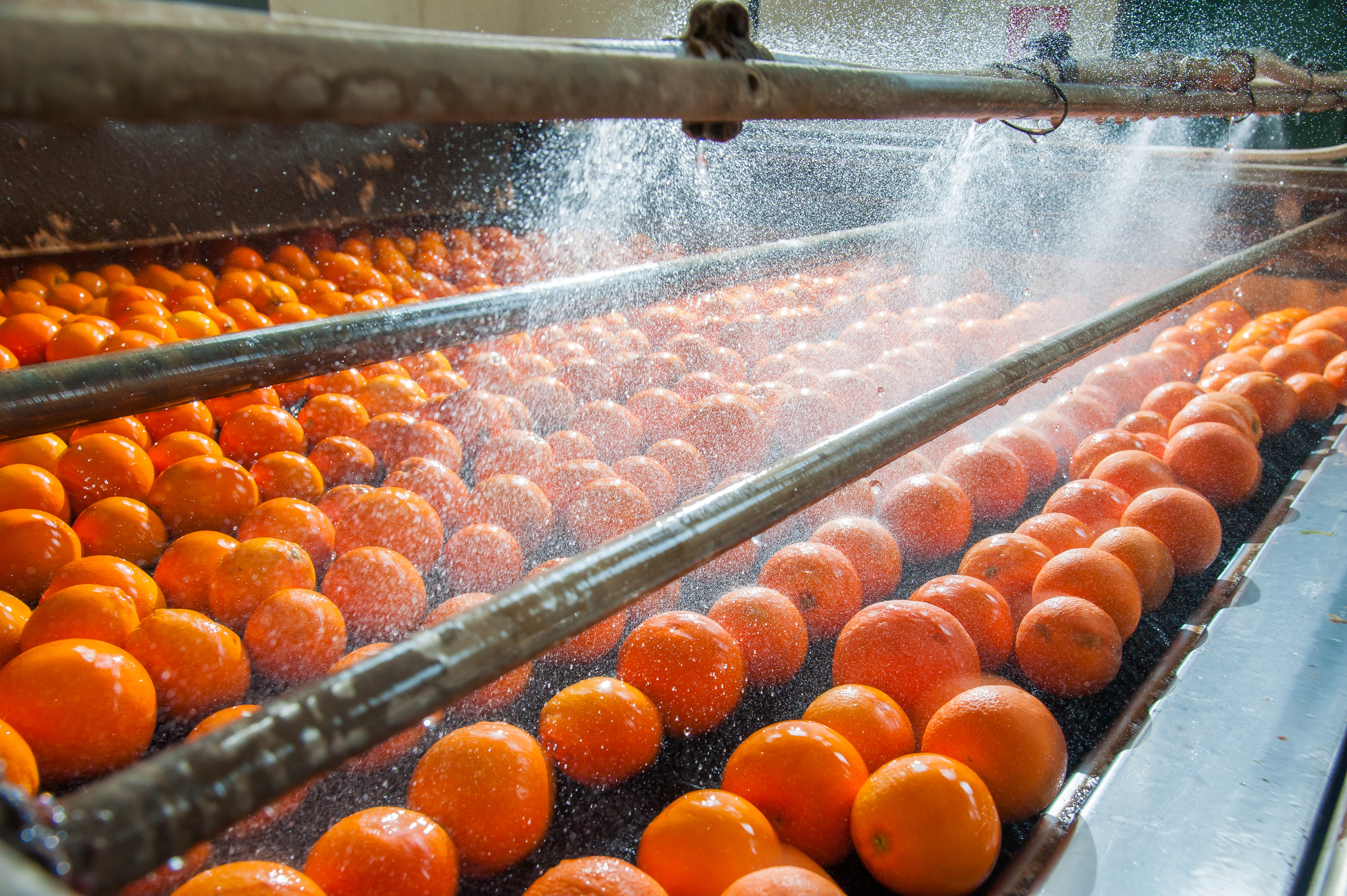 The process of washing and cleaning of citrus fruits in a modern production line (Photo: iStock - siculodoc)